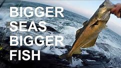 Bigger Seas - Bigger Fish - Rock Fishing For Pollock On Galway Bay, Ireland