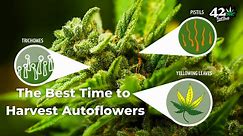 The Best Time to Harvest Autoflower Cannabis - When is my Weed ready