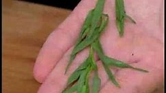 Cooking Tips : How to Pick Tarragon