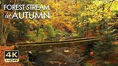 4K HDR Autumn Stream - Leaves Fall in Colorful Autumn Forest - Relaxation & Sleep Sounds - 10 Hours