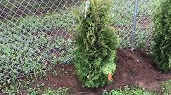How to Plant a Cedar Hedge