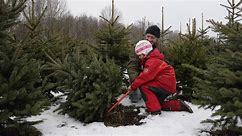 Christmas trees are costly this year, here’s how to save
