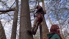 Felling a Heavily Leaning Tree Over a Creek!