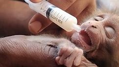 A baby monkey is shocked by electricity and saved #monkeys #MonkeyLife #babymonkey #amazing #facebook #videovirales #animals