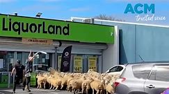 Flock of sheep make detour to bottle-o during Great New Zealand Muster - video Dailymotion