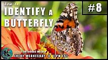 Butterfly Identification: Learn the Basics and Beyond