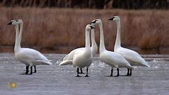 Nature: Trumpeter swans in New York