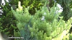 Japanese Red Pine - Pinus densiflora ' Burke's Red Variegated' American Conifer Society