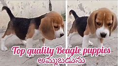 Beagle puppy for sale|9849918614|hyderabad|dog market in hyderabad