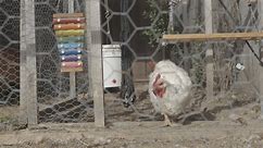 Chickens In Coop 329Sec