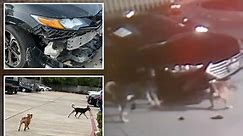 Dogs destroy cars at Texas dealership, cause up to $350K in damages: video