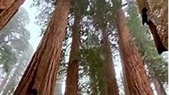 Sequoia National Park, California, US