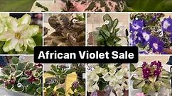 Plant Shopping (African Violet Sale ￼)