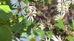 White Wood Aster Plant Profile