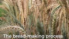Wheat is central to the Egyptian diet.