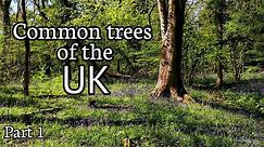 Common trees of the UK, Part 1. (Oak, Hazel, Ash, Silver Birch, Horse Chestnut , Beech)