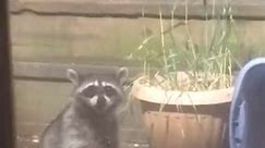 Do raccoons have to be curious about EVERYTHING😳 #animalfriends #raccoonsoftiktok #bekind | marpleskee