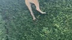 Dog Jumps Over Hedge to Reach Object