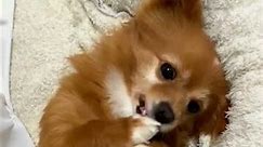 so cute puppy 😍 | #ytshorts #youtube #puppies #dogshorts