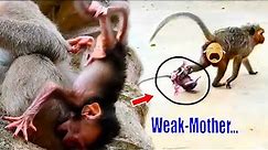 Getting-weaker-&-weaker-from-giving-birth, This-Mom-can’t-take-care-of-newborn baby monkey falling