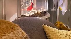 Indoor Window Bird Feeder