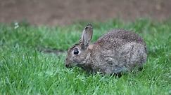HOW TO RABBIT PROOF YOUR DECK / BOTHERSOME BUNNIES LIVING UNDER PORCH / SOUTHERN WINTERS.