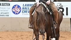 We have 𝗔𝗟𝗟 6️⃣ horses... - Sean Flynn Cutting Horses Ltd