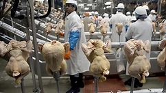Animal rights group targets Costco poultry farm in Nebraska