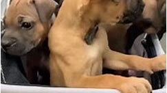 Puppy Love... - Franklin County Dog Shelter & Adoption Center