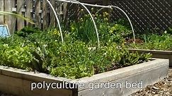 Confuse Garden Pests with Polycultures
