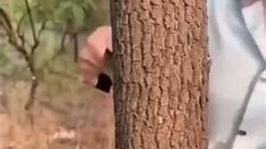 The easiest way to cut a tree