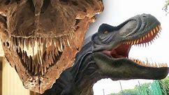 T. rex Had Lips to Cover Ferocious Teeth: Study