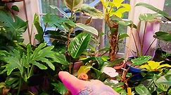 RARE PLANTS AT WALMART. #walmartcreator #walmartfinds #rareplants #rareplantcollector #rareplantspecies #wetnleaves #plantsoftiktok #fypシ゚ #blessyoursoil #aroidsofinstagram #aroidaddicts #aroidsociety #plantnurserylife #plantcaretips #fertilizer | James Clevenger