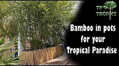 Bamboo in pots for your tropical landscape