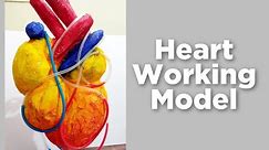 heart working model