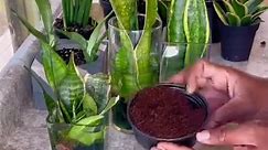 Snake plant propagation #plantsmakepeoplehappy #happyplants | Foraging Fosters