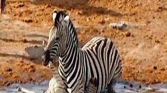 Why do zebras attack baby zebras like that