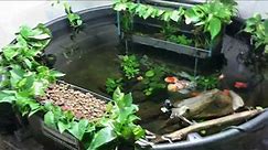 300 Gallon Indoor Pond Project - FAQ's Answered!