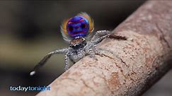 Today Tonight - See the unbelievable dancing spider...