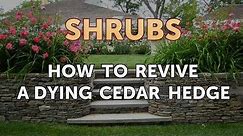 How to Revive a Dying Cedar Hedge