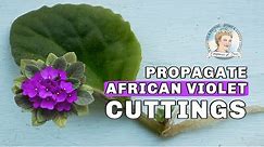 How to Grow African Violets from Leaf Cuttings
