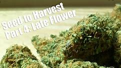 Seed to Harvest Part 4: Late Flower & Harvest with the SolarXtreme® 500