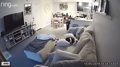 Dog caught on security camera messing up couch
