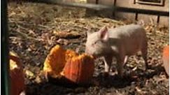 Baby pigs eating pumpkins in a pigpen, piglets running around in a...