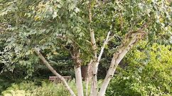 12 Common Types of Birch Trees You Can Actually Grow in Your Garden