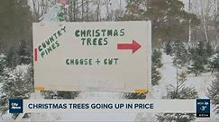Cost of Christmas trees increasing