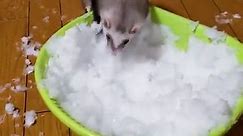 Ferret Plays With Bowl of Snow