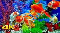 Aquarium 4K VIDEO (ULTRA HD) 🐠 Beautiful Relaxing Coral Reef Fish - Relaxing Sleep Meditation Music