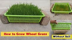 How to Grow Wheatgrass at Home? (Without Soil)