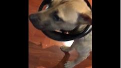 Dog sticks head in trash and lid gets stuck on head
